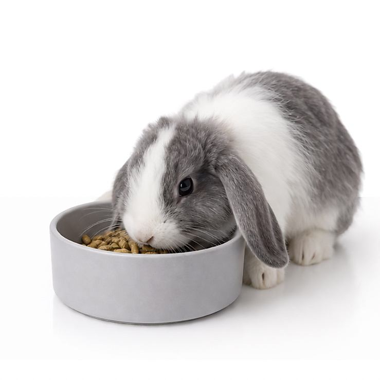 food bowl