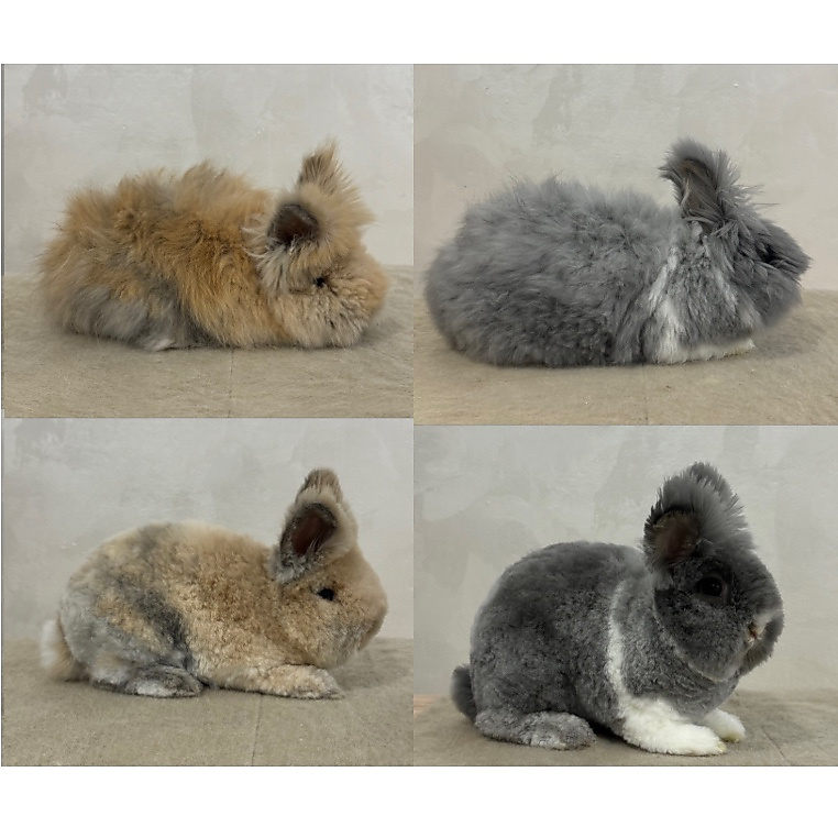 Long Fur Care & Grooming