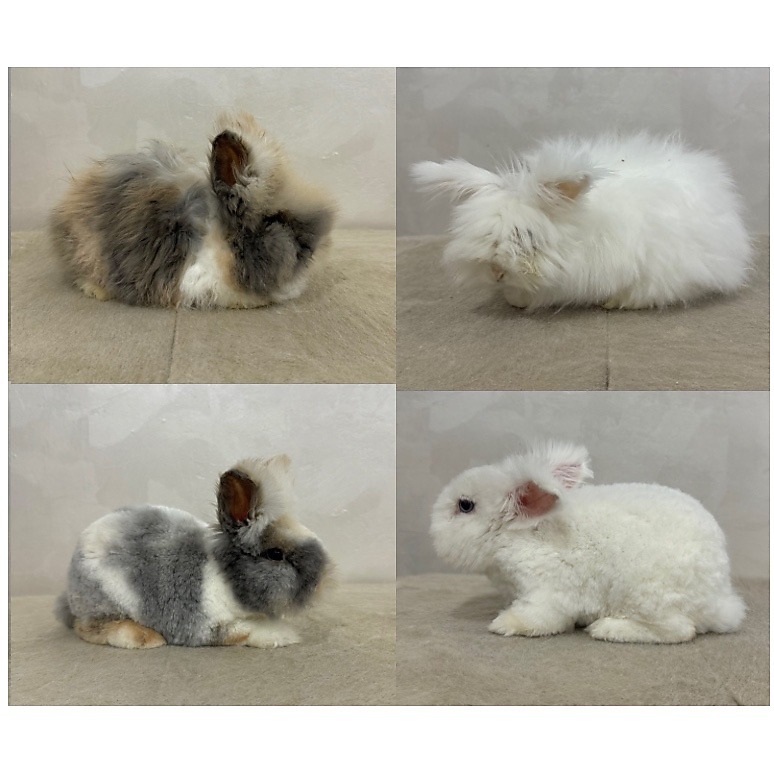Long Fur Care & Grooming