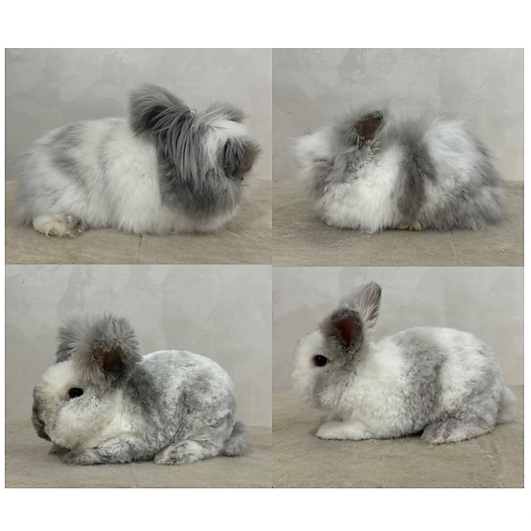 Long Fur Care & Grooming