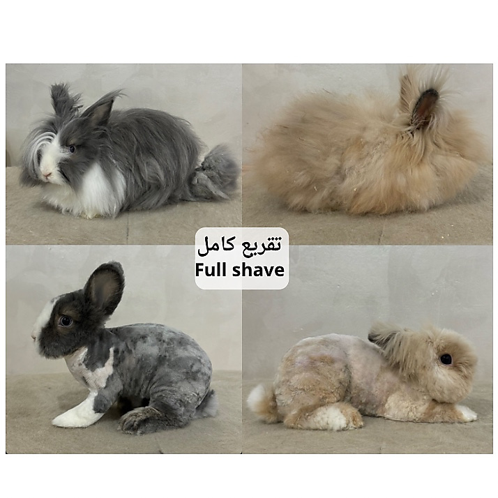 Long Fur Care & Grooming