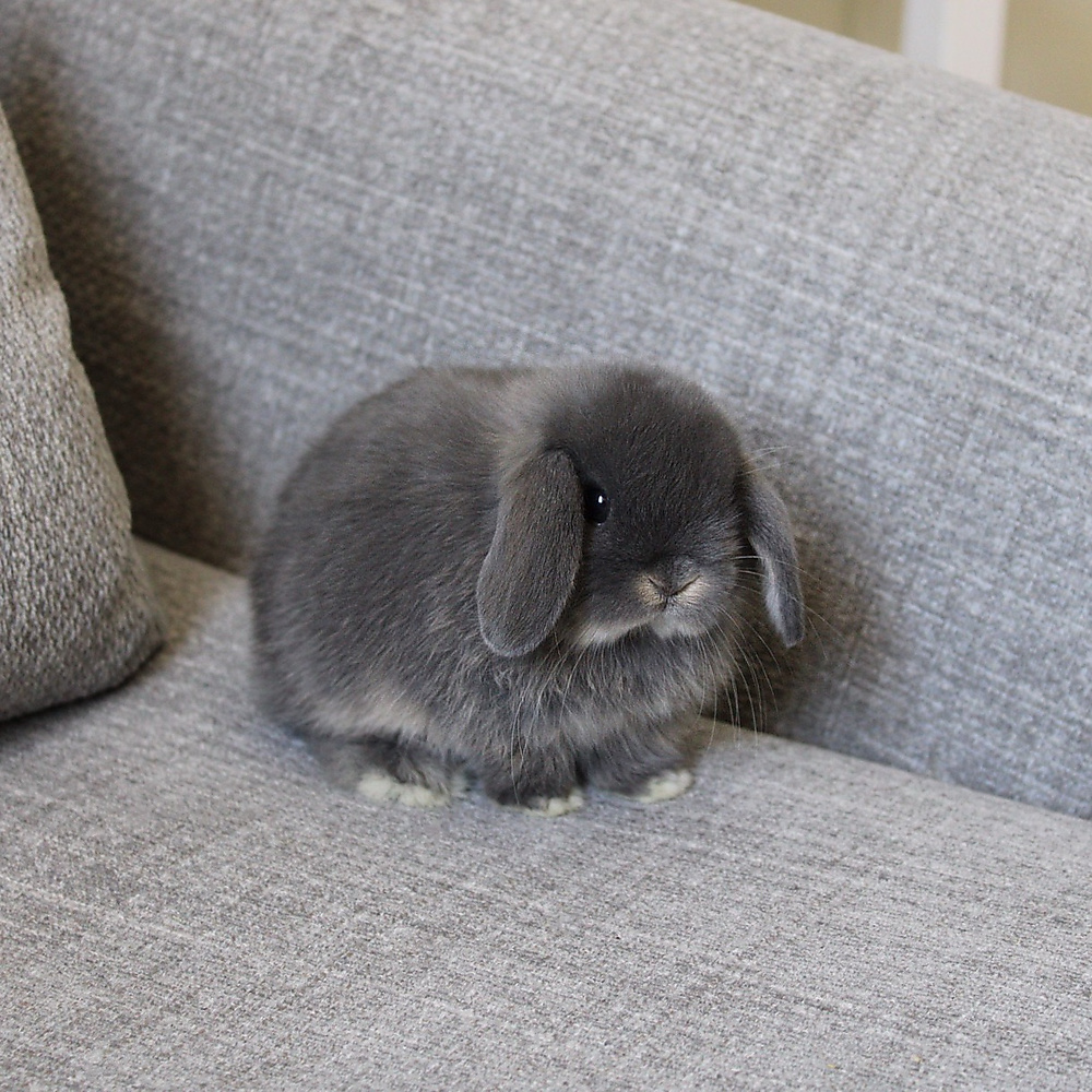 Holland lop - blue otter