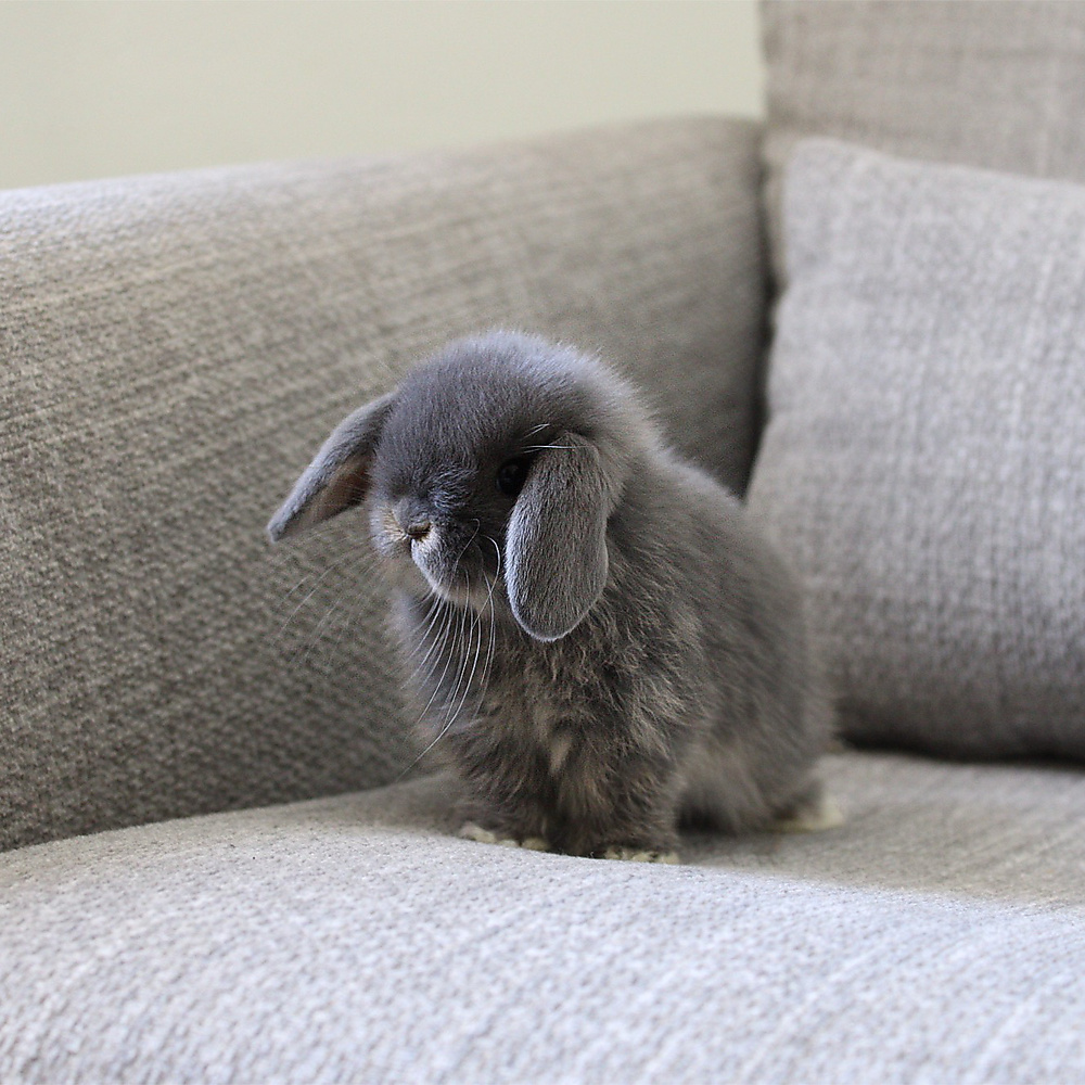 Holland lop - blue otter