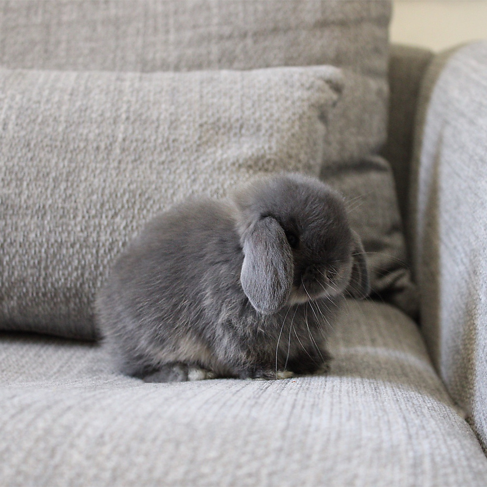 Holland lop - blue otter