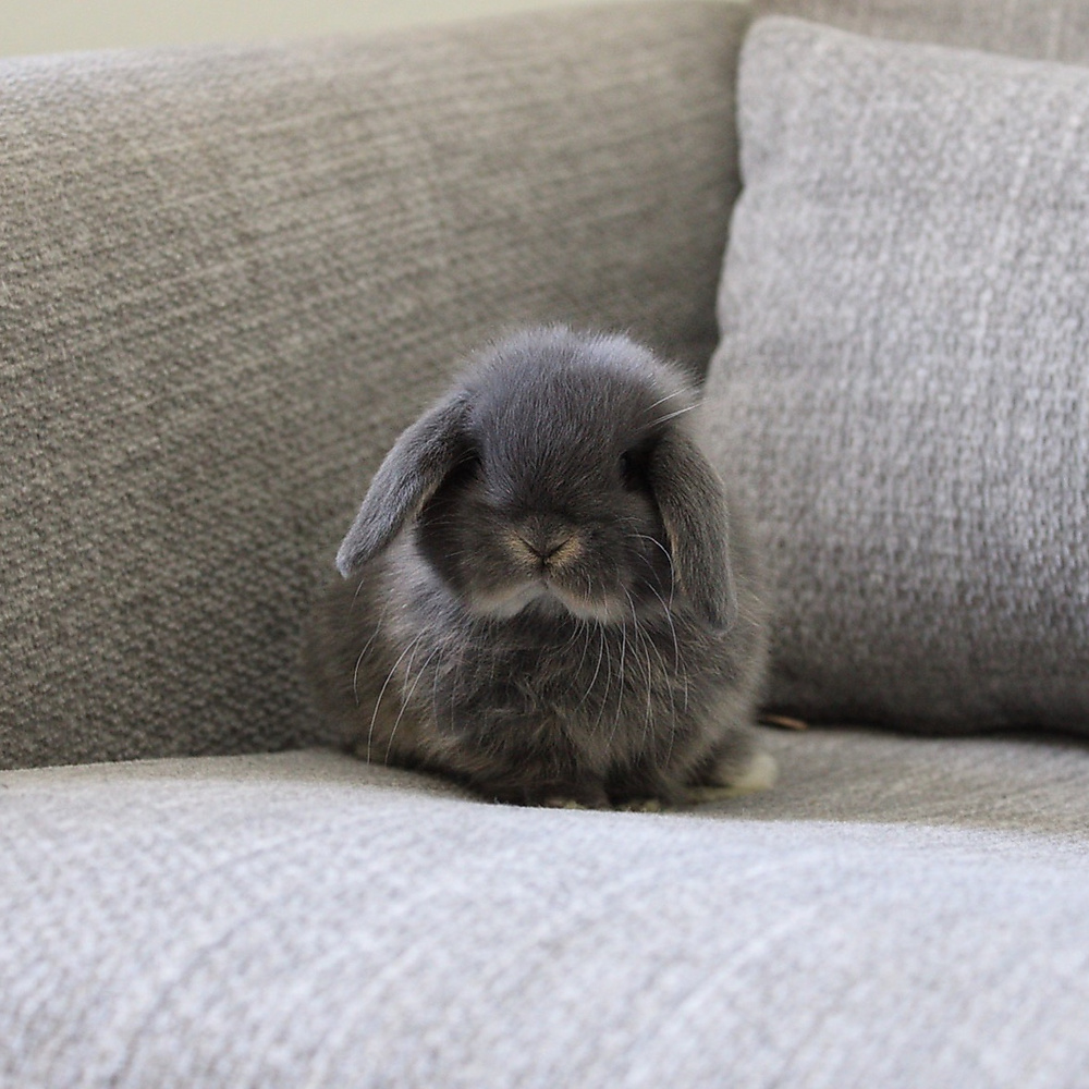 Holland lop - blue otter