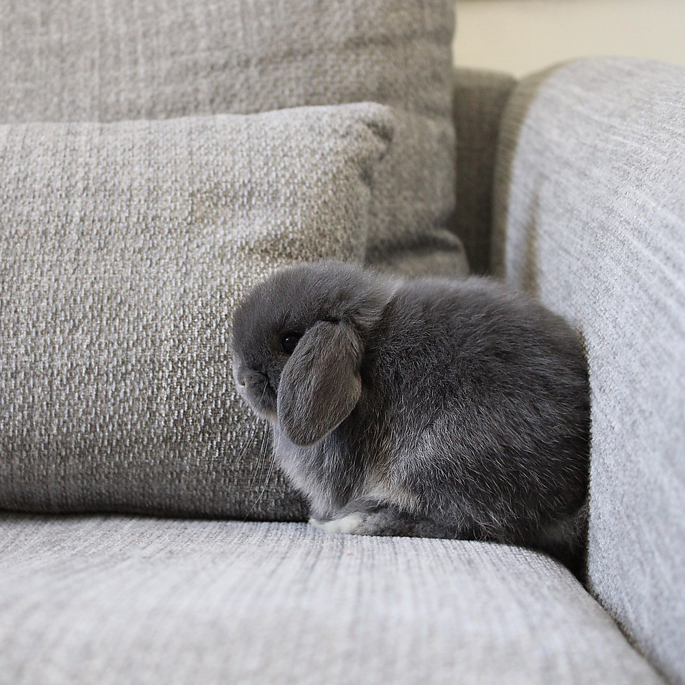 Holland lop - blue otter