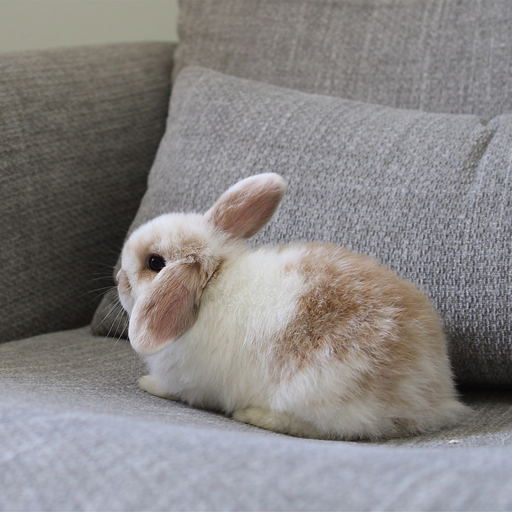 Holland lop - broken orange