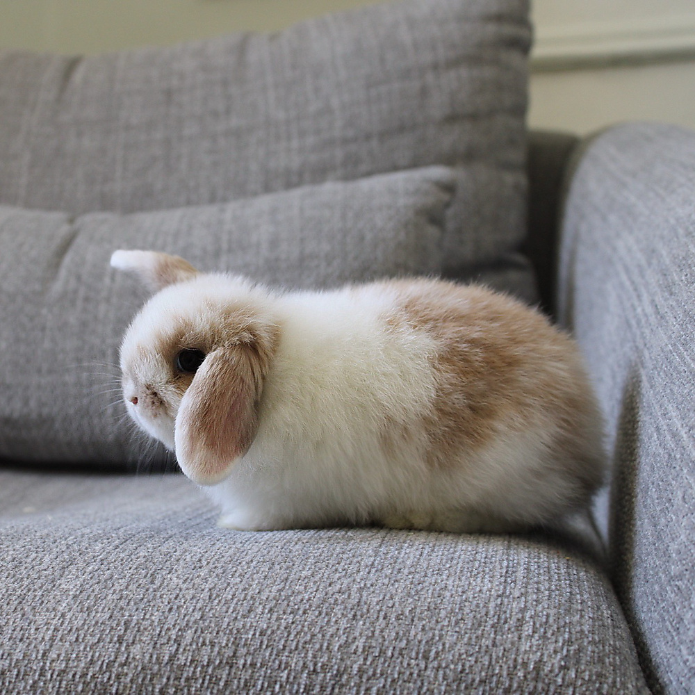 Holland lop - broken orange