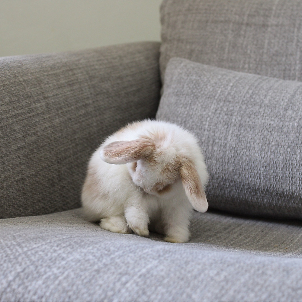 Holland lop - broken orange