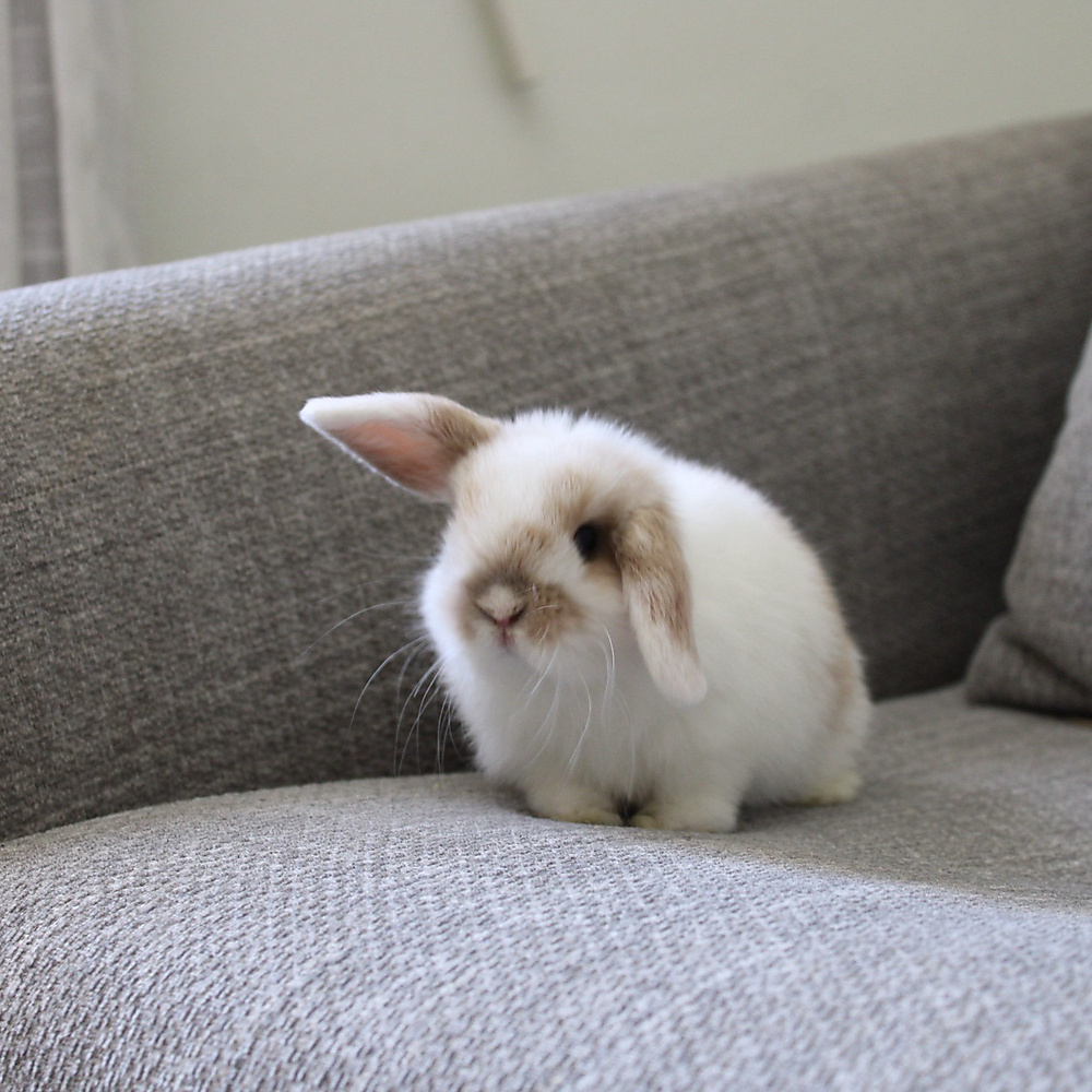 Holland lop - broken orange