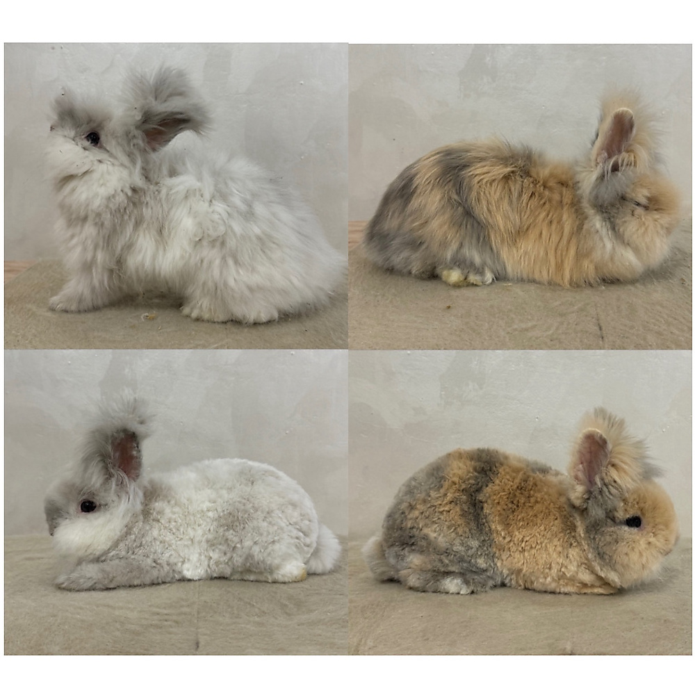 Long Fur Care & Grooming