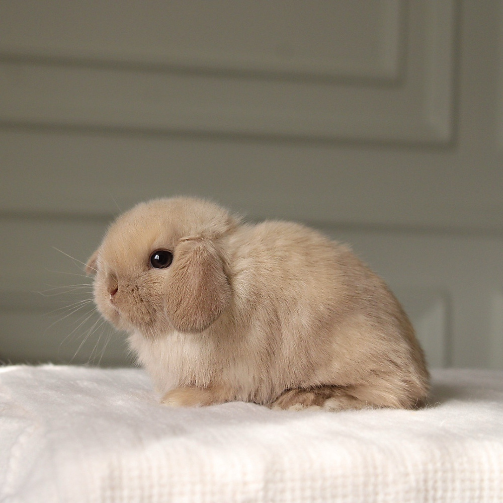 Holland lop -  chocolate seal point