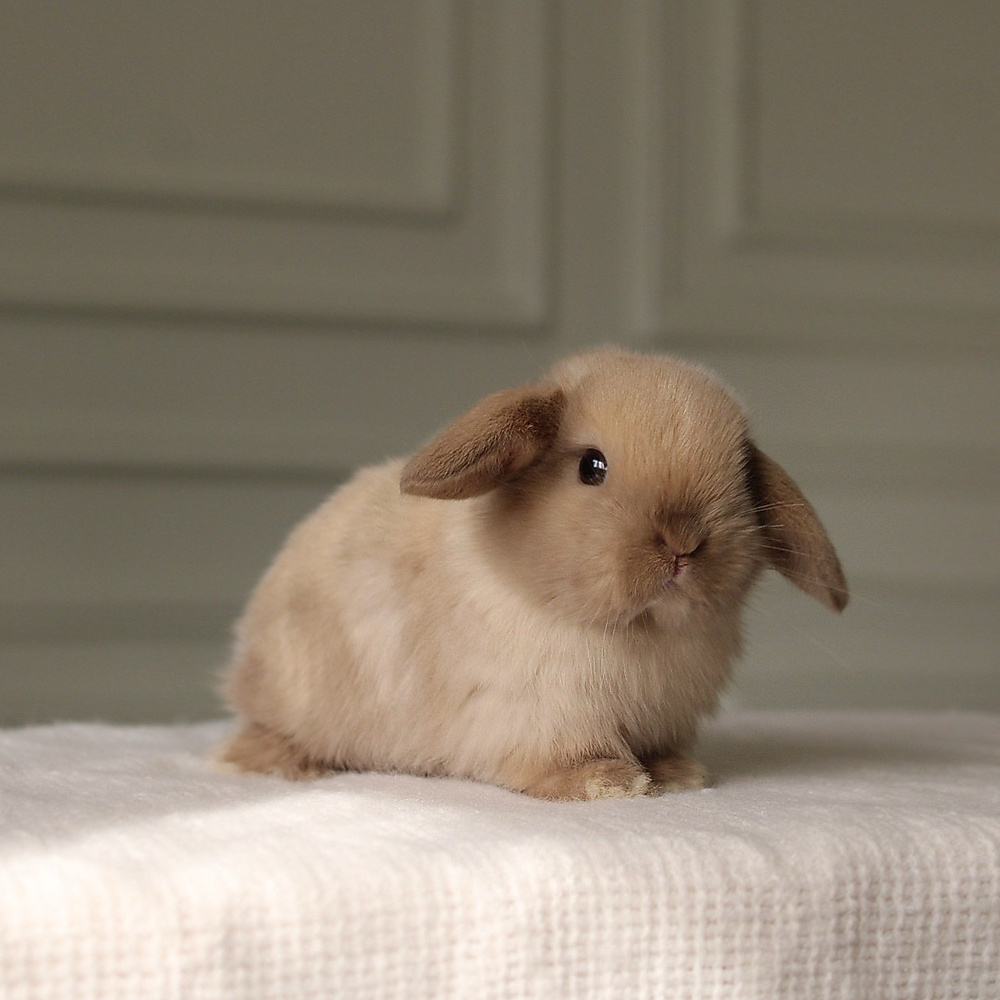 Holland lop -  chocolate seal point