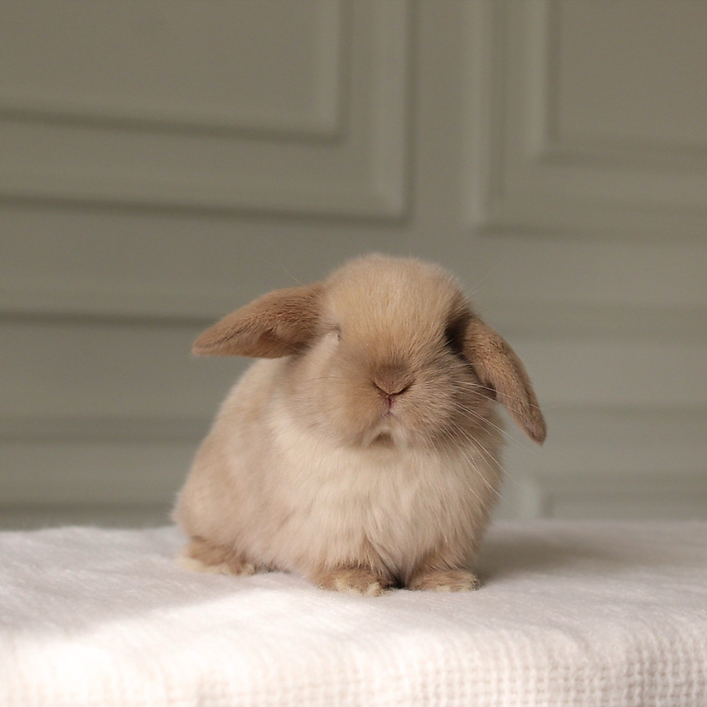Holland lop -  chocolate seal point