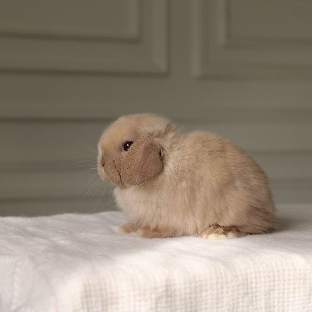 Holland lop -  chocolate seal point