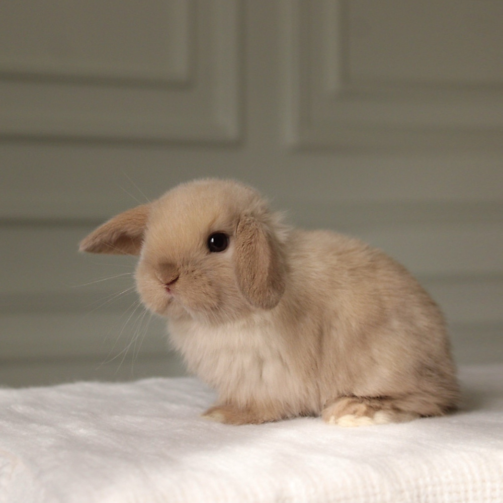 Holland lop -  chocolate seal point