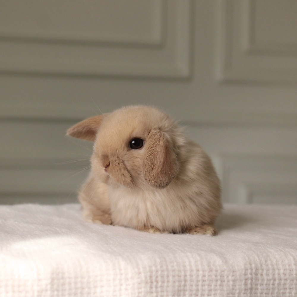 Holland lop -  chocolate seal point
