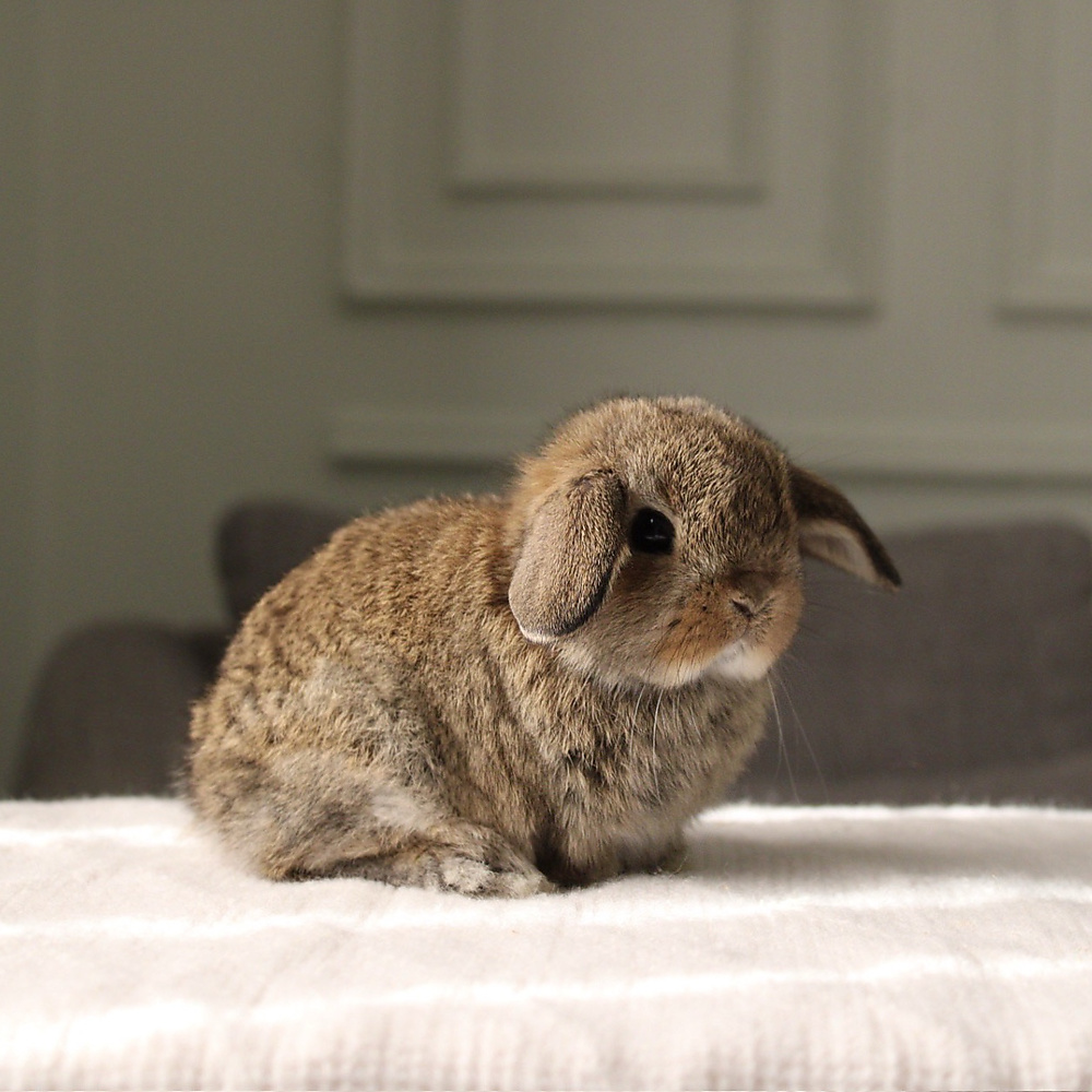 Holland lop - chestnut