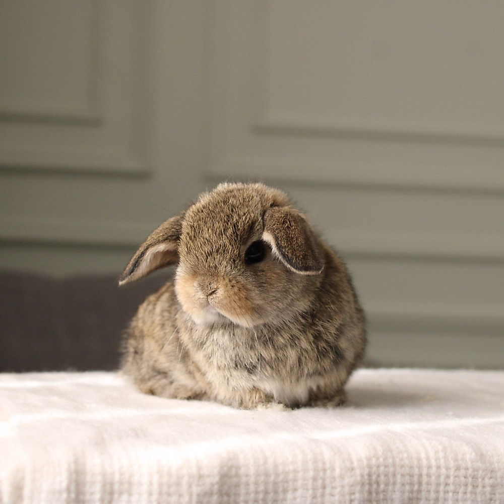 Holland lop - chestnut
