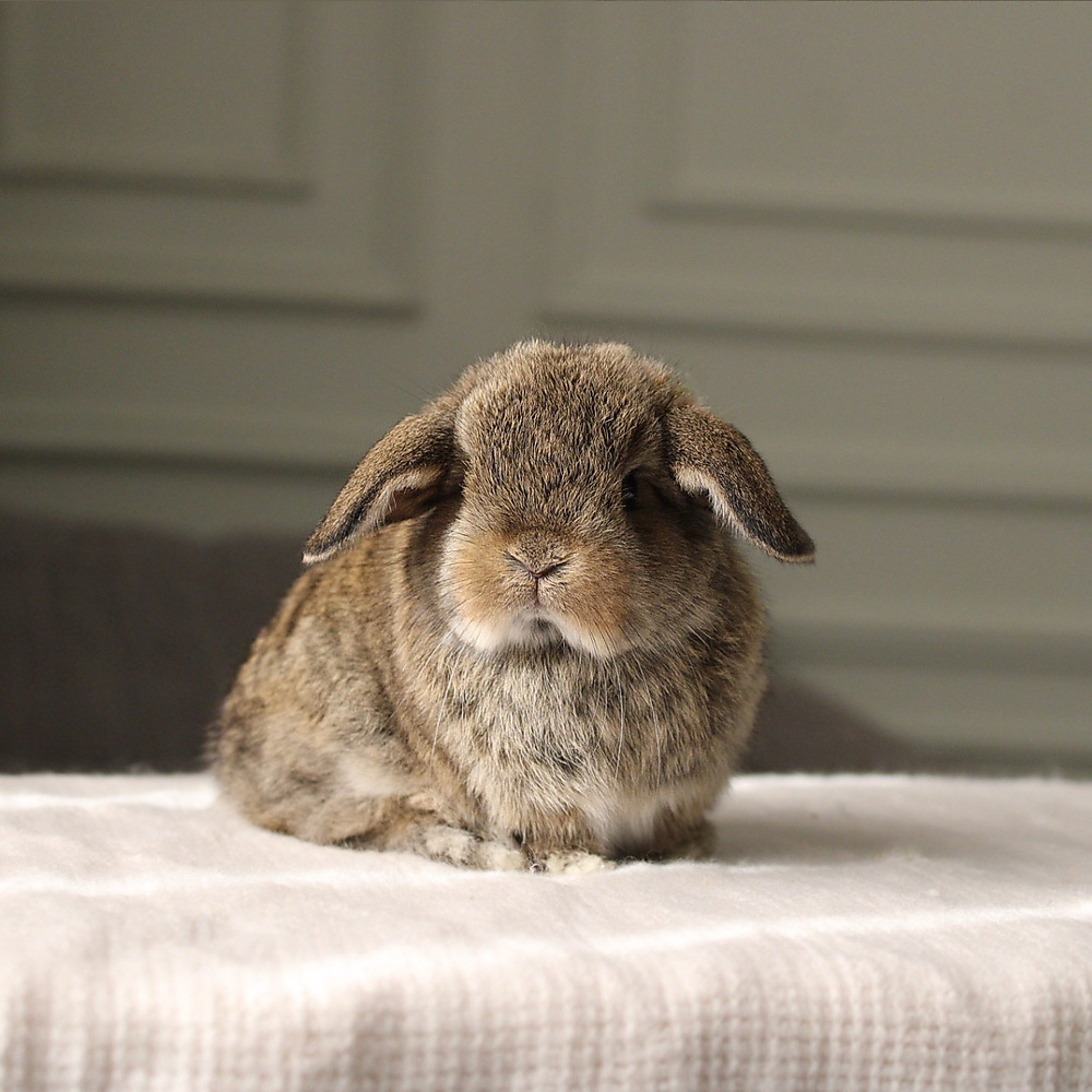 Holland lop - chestnut