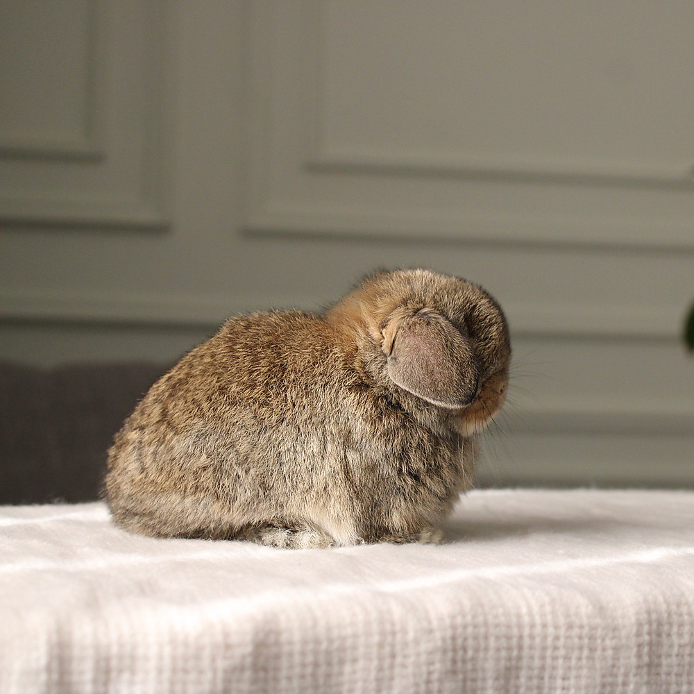 Holland lop - chestnut