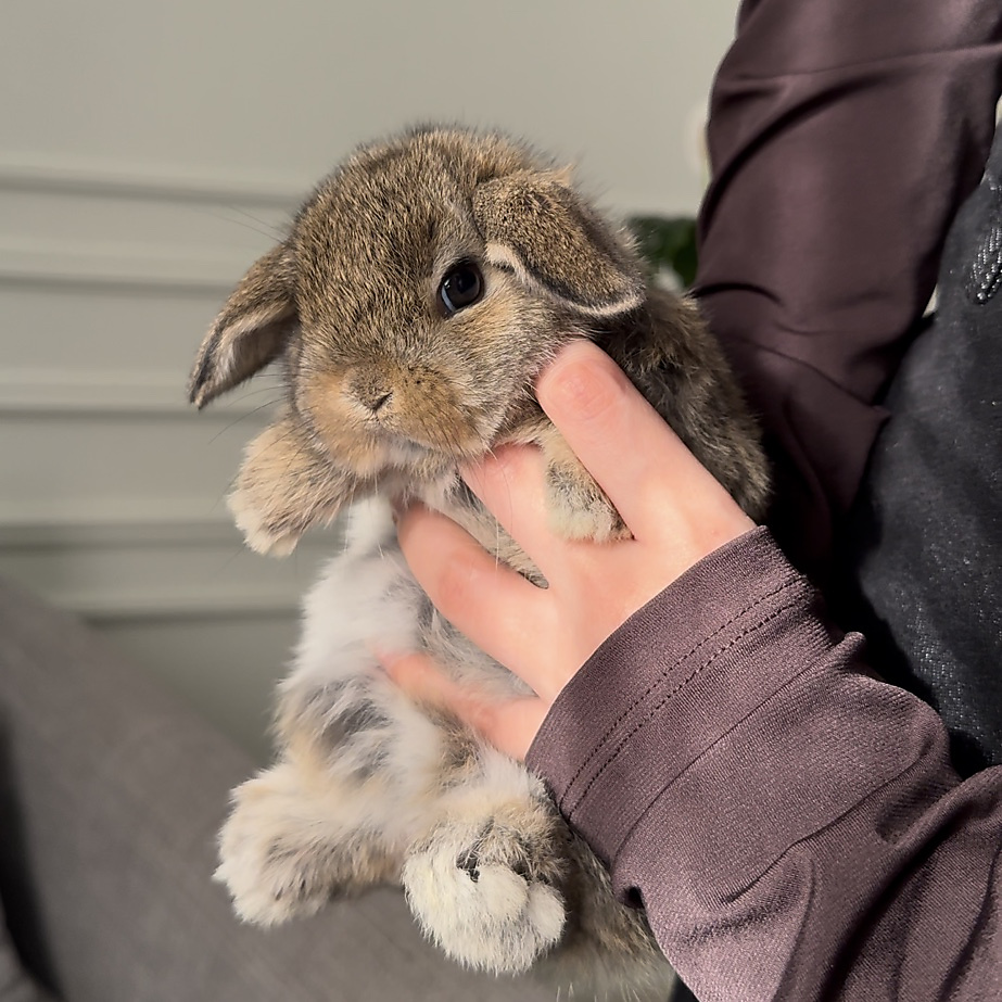 Holland lop - chestnut