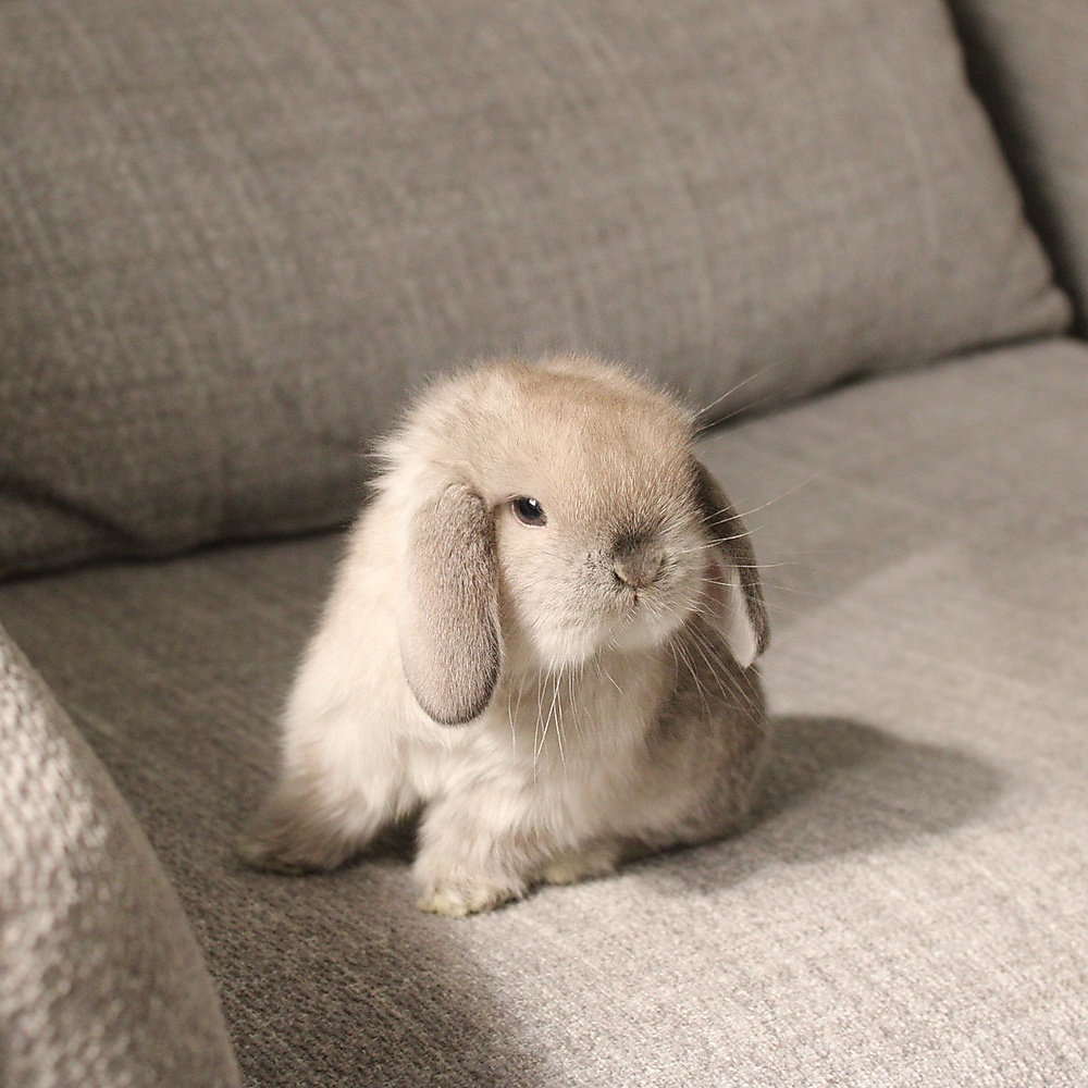 Holland lop -  sable point