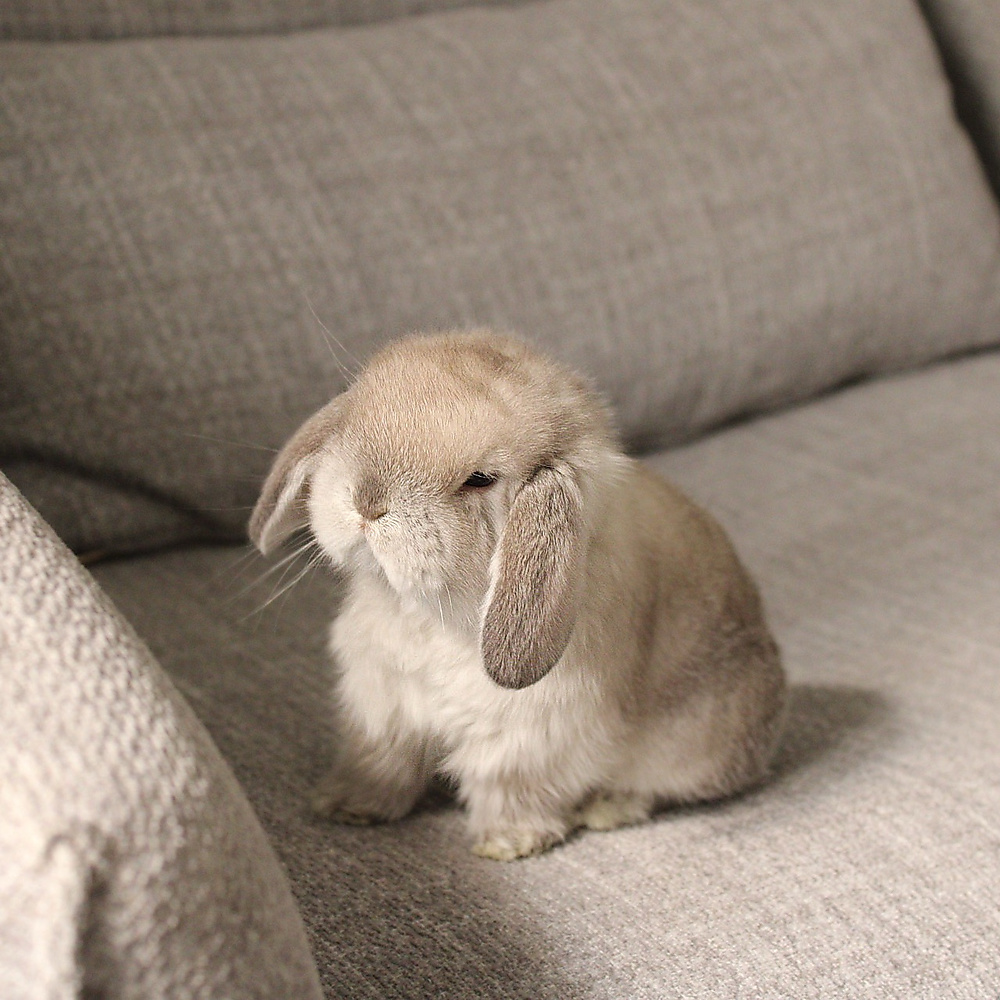 Holland lop -  sable point