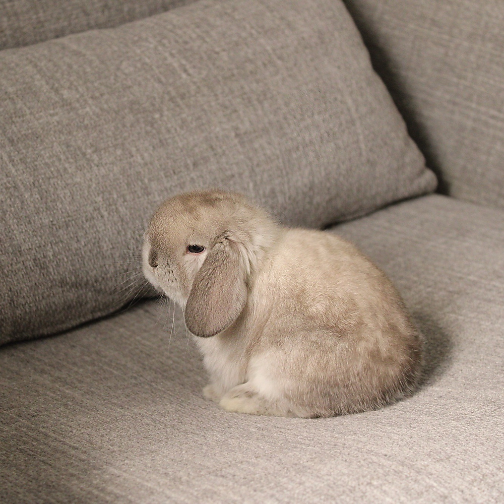 Holland lop -  sable point