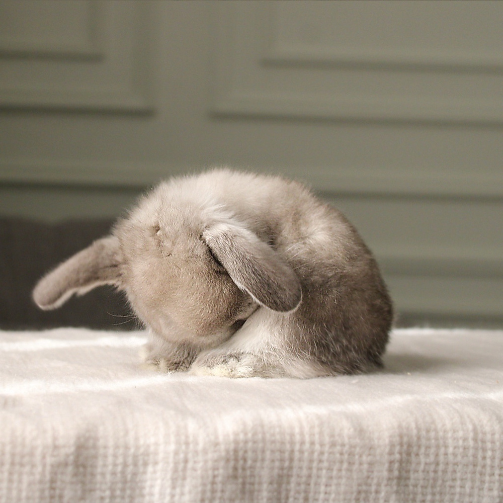 Holland lop -  sable point
