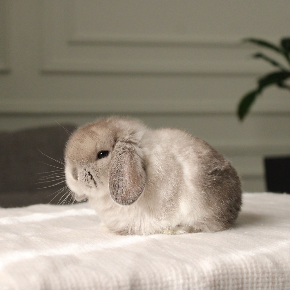 Holland lop -  sable point