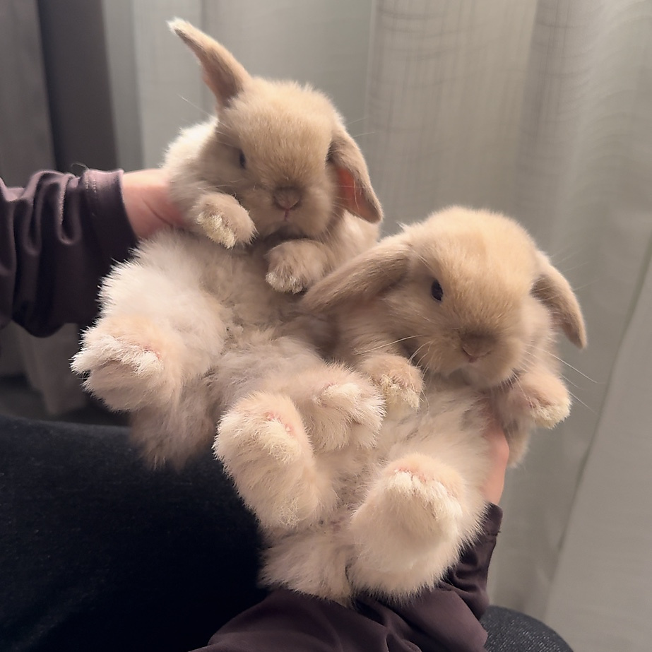 Holland lop -  chocolate seal point