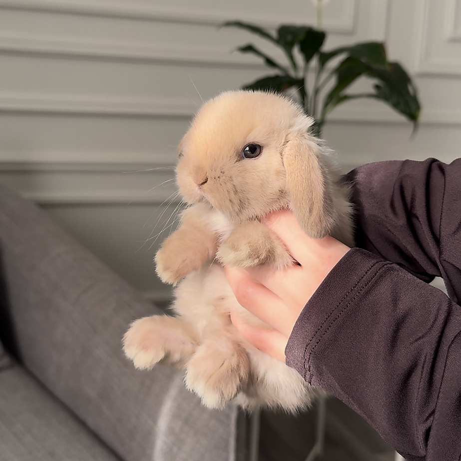 Holland lop -  chocolate seal point