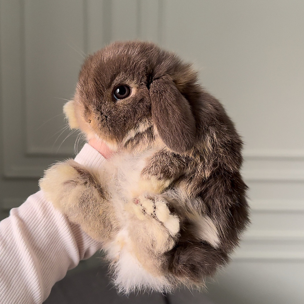 Holland lop - chocolate otter