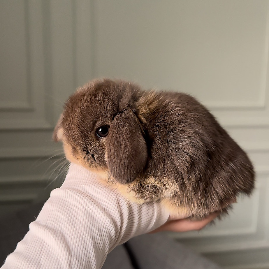 Holland lop - chocolate otter