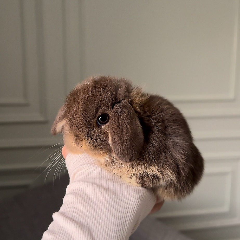 Holland lop - chocolate otter