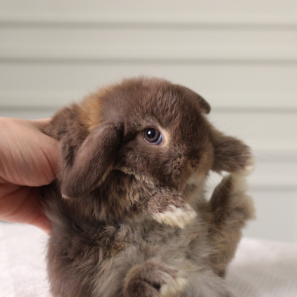 Holland lop - chocolate otter
