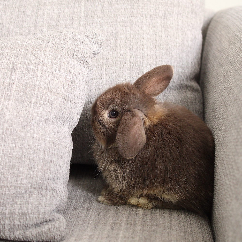 Holland lop - chocolate otter