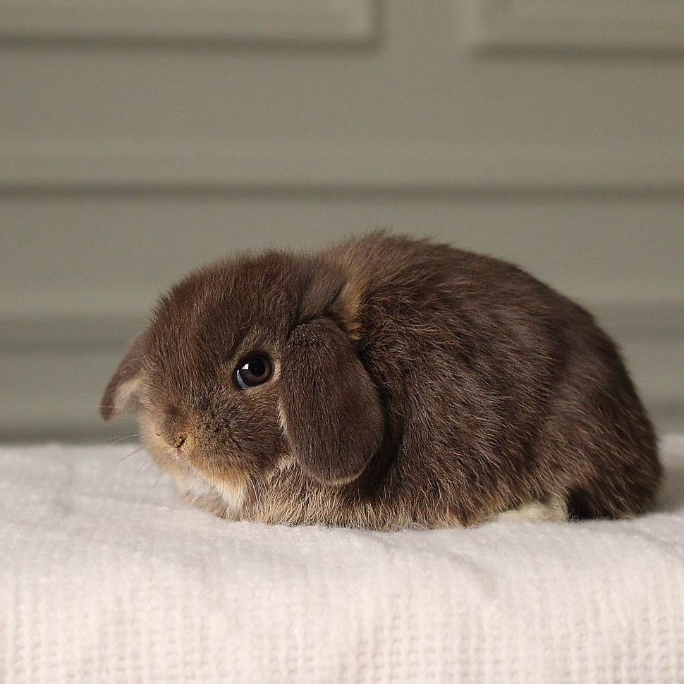 Holland lop - chocolate otter