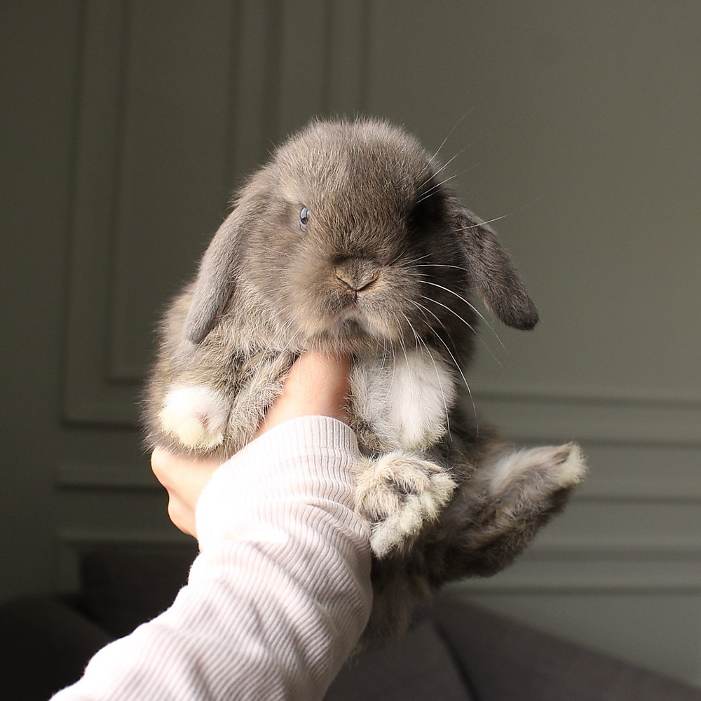 Holland lop - opal vm