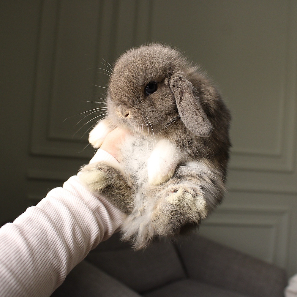 Holland lop - opal vm