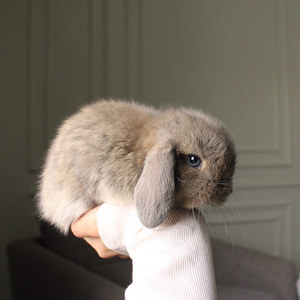Holland lop - opal vm