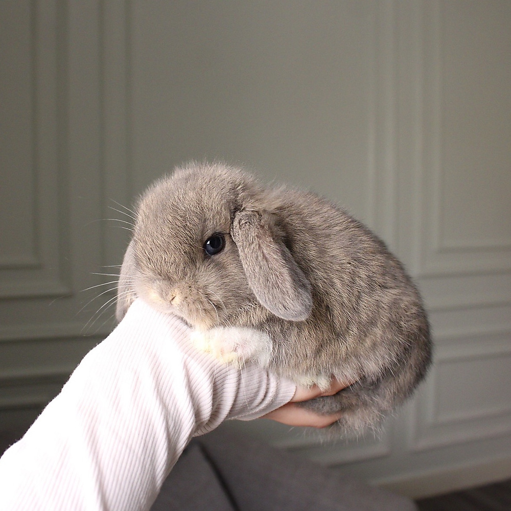 Holland lop - opal vm
