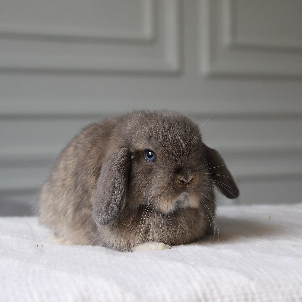 Holland lop - opal vm