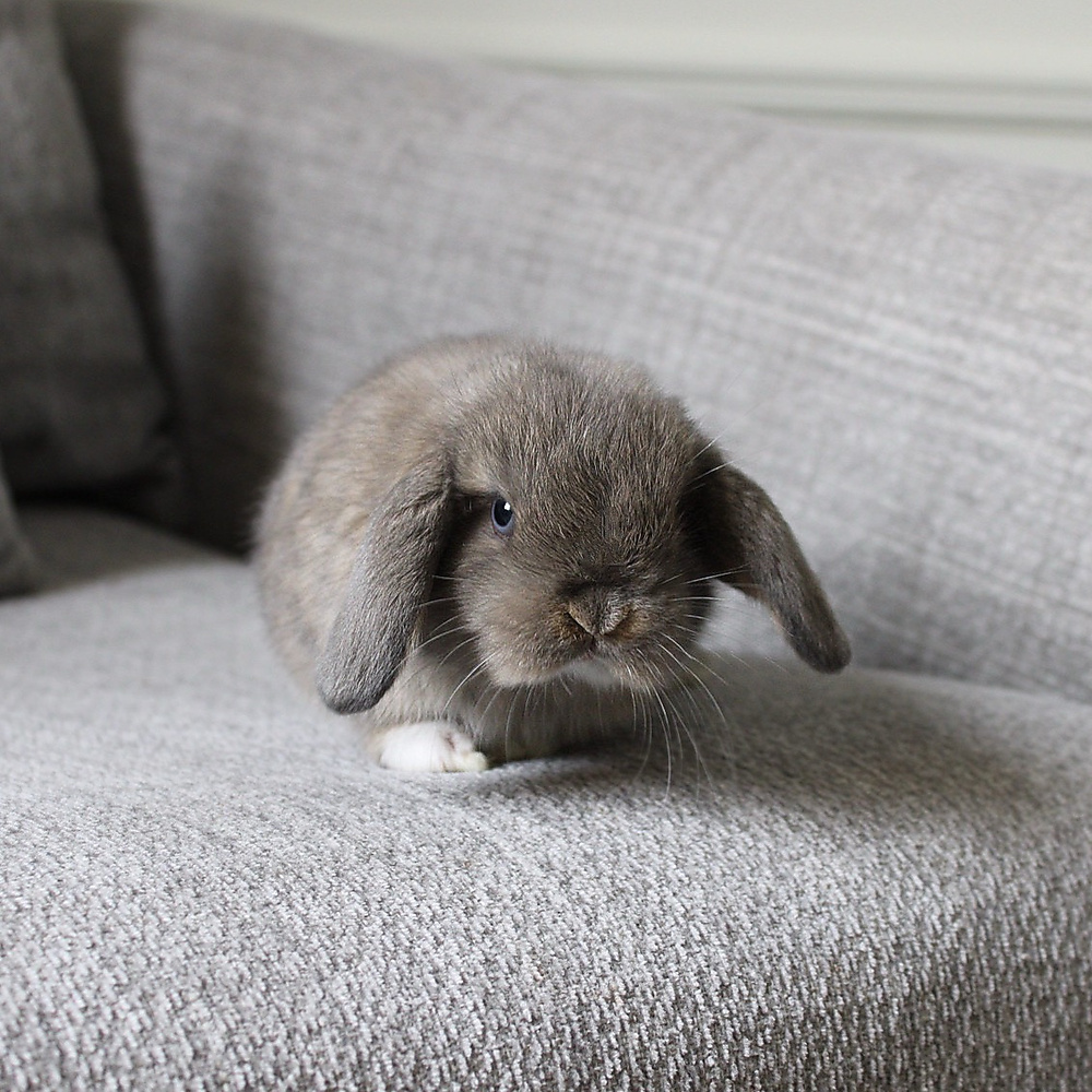 Holland lop - opal vm