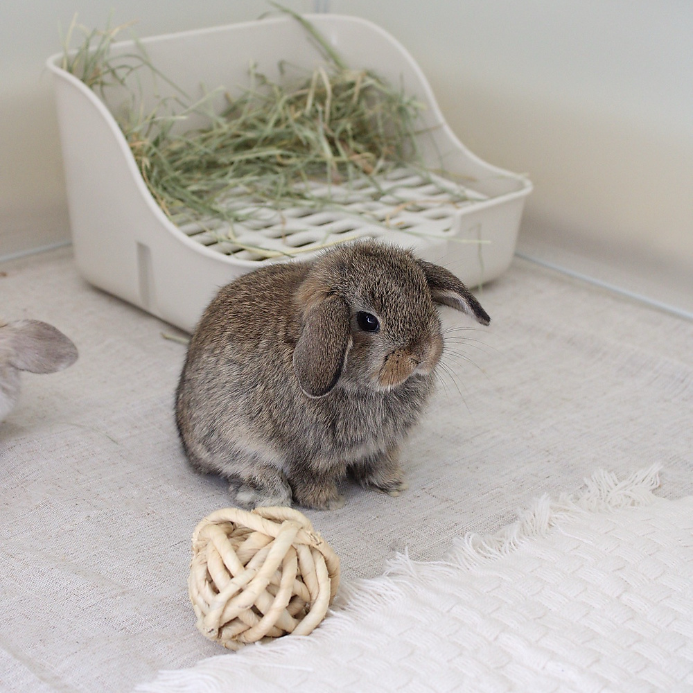 Holland lop - chestnut