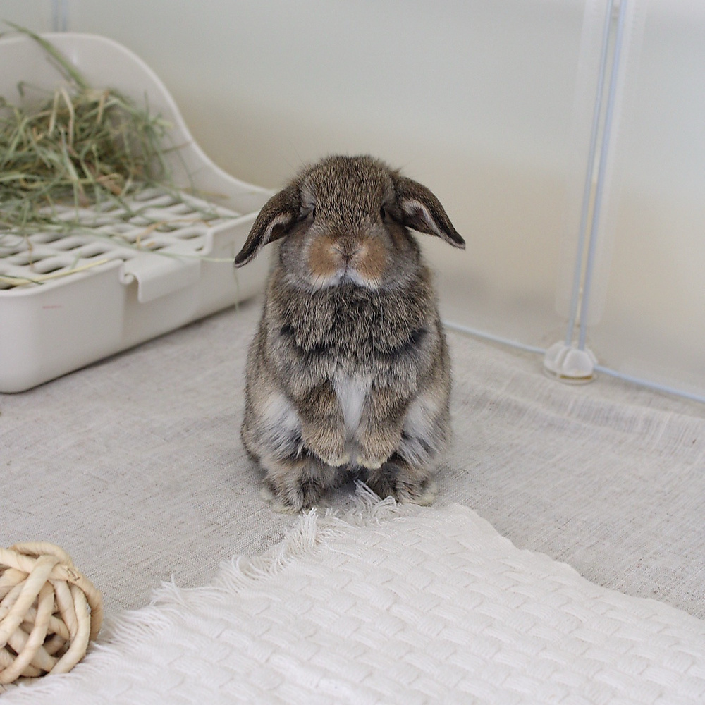 Holland lop - chestnut