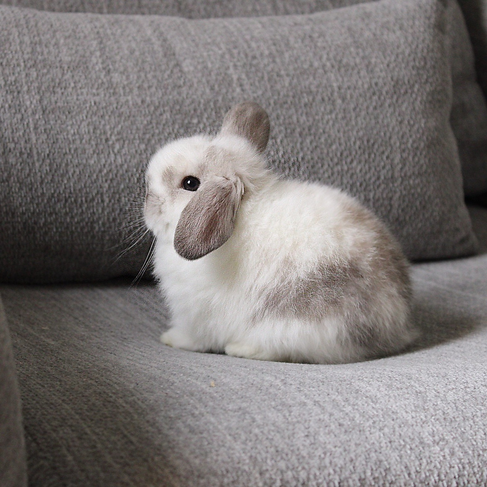 Holland lop - broken sable point