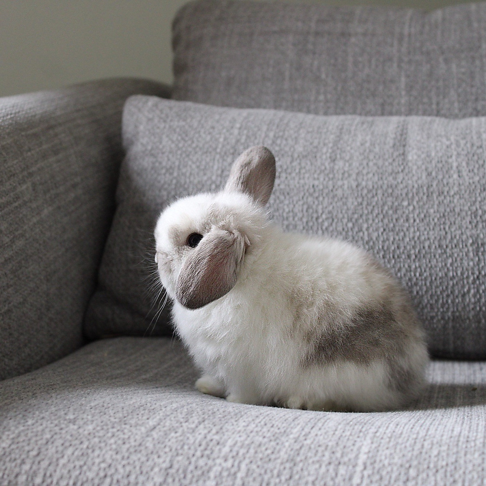 Holland lop - broken sable point