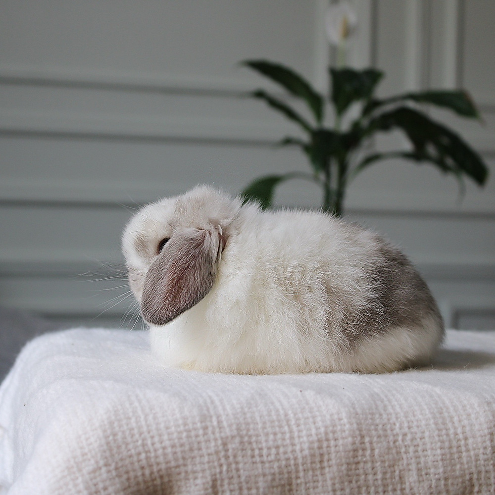 Holland lop - broken sable point